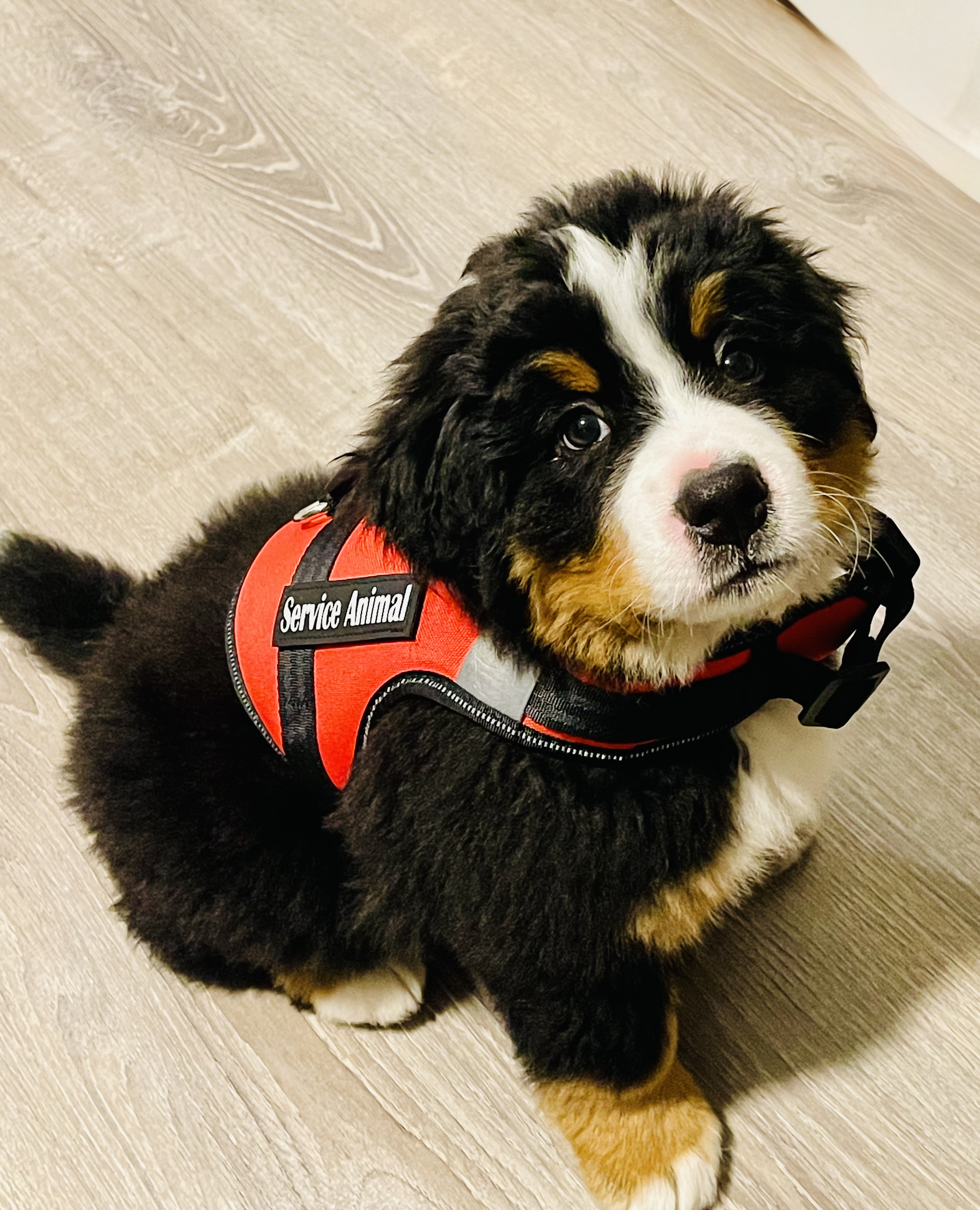 Liz as a puppy, supervising snacks
